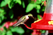 Broad tailed hummingbird male at feeder {Selasphorus platycercus} Idaho, USA
