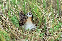 Wilson's phalarope male on nest {Phalaropus tricolor} Utah, USA
