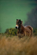 Exmoor pony {Equus caballus} Devon, UK