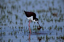 Black necked stilt wading {Himantopus mexicanus} Utah, USA