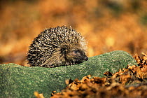 Hedgehog in beech woodland {Erinaceus europaeus} Derbyshire, UK