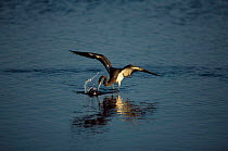 Tricolored heron fishing {Egretta tricolor} Texas, USA