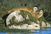 Common seals on haul out {Phoca vitulina} Isle of Mull, Scotland