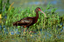 White faced ibis wading {Pledagis chihi} Texas, USA