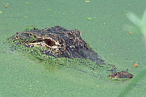 American alligator in duck weed {Alligator mississippiensis} Texas, USA