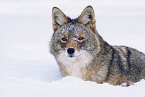 Coyote in deep snow {Canis latrans} captive, Idaho, USA