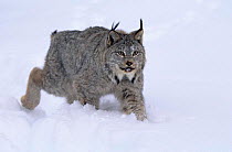 Lynx in snow {Lynx lynx} captive, Idaho, USA