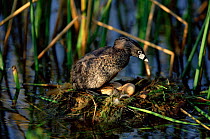 Pied-billed grebe with eggs on nest {Podilymbus podiceps} Texas, USA
