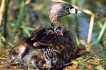 Pied-billed grebe with chicks on back in nest {Podilymbus podiceps} Texas, USA