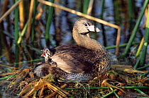 Pied-billed grebe with chick on back in nest {Podilymbus podiceps} Texas, USA