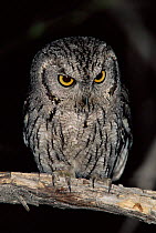 Western screech owl {Megascops kennicotti} Arizona, USA