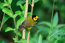 Hooded warbler male {Setophaga citrina} Texas, USA