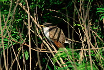 Yellow billed cuckoo {Coccyzus americanus} Texas, USA