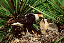 Common caracara with chicks at nest in yucca plant {Caracara plancus} Texas, USA