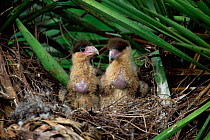 Common caracara chicks in nest in yucca plant {Caracara plancus} Texas, USA