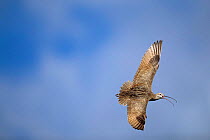 Long billed curlew flying + calling {Numenius americanus} Idaho, USA