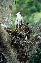Crested eagle chick in nest {Morphnus guianensis} Amazonia, Peru.