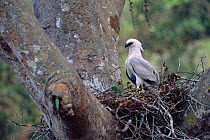 Crested eagle chick in nest {Morphnus guianensis} Amazonia, Peru