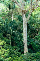 Crested eagle nest in tree {Morphnus guianensis} Amazonia, Peru