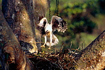 Crested eagle fledgling exercising on nest {Morphnus guianensis} Amazonia, Peru