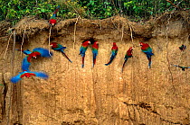 Green winged macaws on clay lick {Ara chloroptera} Heath River, Peru
