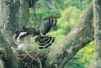 Crested eagle female brings food to nest {Morphnus guianensis} Amazonia, Peru