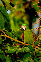 Chestnut-fronted macaw {Ara severa} Amazonia, Peru