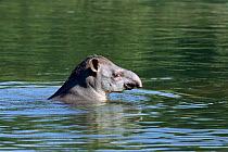 Brazilian tapir swimming across Lower Urubamba river, {Tapirus terrestris} Peru