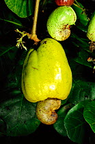 Mature Cashew nut fruit on tree {Anacardium occidentale} Amazonia, Peru