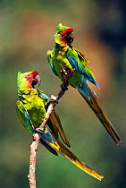 Two Military macaws {Ara militaris militaris} Urubamba River, Amazonia, Peru