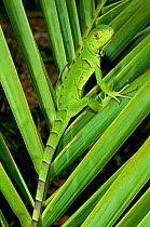 Common green iguana camouflaged on palm {Iguana iguana} Cerrado, Piaui State.
