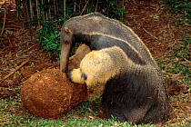 Giant anteater feeding on termite mound {Myrmecophaga tridactyla} Brazil