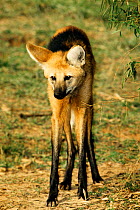 Maned wolf {Chrysocyon brachyurus} Cerrado, Brazil