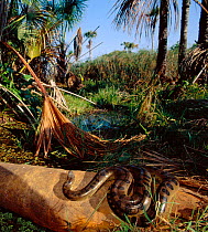Anaconda sunbathing {Eunectes murinus} Cerrado habitat, Piaui state, Brazil