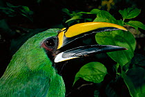 Emerald toucanet {Aulacorhynchus prasinus} Urubamba river, Amazonia, Peru