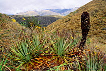 Paramo vegetation at over 3000metres, Manu NP. Peru.