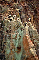 King vultures roosting on cliff {Sarcoramphus papa} in Caatinga habitat, Bahia, Brazil