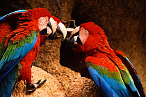 Green winged macaws squabbling at clay lick {Ara chloroptera} Heath river Peru