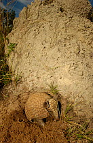 Three-banded armadillo {Tolypeutes tricinctus} at termite mound, cerrado, Piaui