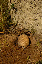 Three-banded armadillo at burrow {Tolypeutes tricinctus} Cerrado, Piaui Brazil.
