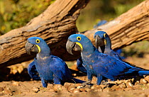 Hyacinth macaws feeding on palm nuts {Anodorhynchus hyacinthinus} Cerrado, Piaui, Brazil. Did you know? Hyacinth macaws are the largest species of flying parrot.