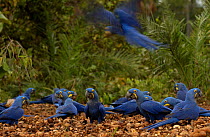 Hyacinth macaw flock feed on palm nuts {Anodorhynchus hyacinthinus} Cerrado, Piaui