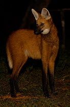 Maned wolf at night {Chrysocyon brachyurus} Brazil