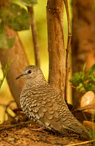 Scaled dove sheltering from rain {Scardafella / Columbina squammata} Brazil Cerrado, Piaui