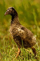 Southern / Crested screamer chick {Chauna torquata} Cerrado, Piaui, Brazil