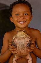 Child holding Roccoco toad {Bufo paracnemis} Cerrado, Piaui state, Brazil Marcio d'Oliviera