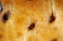 Close up of skin of Roccoco toad {Bufo paracnemis} Cerrado, Piaui state, Brazil