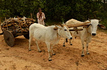 Brazilian man collecting wood with cattle drawn cart, Cerrado, Brazil