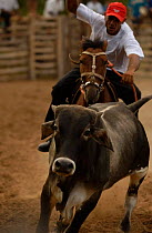 Brazilian 'Vaquieros' cowboy at rodeo, S Gonzalo Town, Piaui State, Brazil