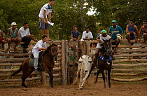 Brazilian 'Vaquieros' cowboys at rodeo, S Gonzalo Town, Piaui State, Brazil